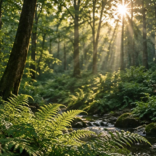 Forêt et feuillage baignés de lumière